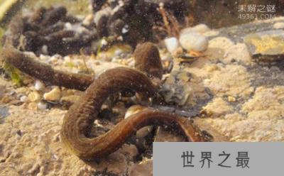 55米的超级纽虫长什么样子！纽虫吃什么？