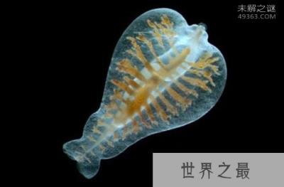 55米的超级纽虫长什么样子！纽虫吃什么？