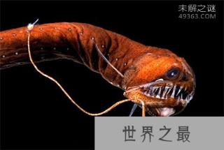 最恐怖的五种深海鱼:毒蛇鱼牙像毒蛇的牙齿