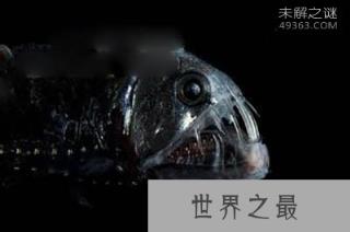 最恐怖的五种深海鱼:毒蛇鱼牙像毒蛇的牙齿