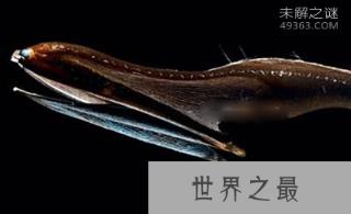 最恐怖的五种深海鱼:毒蛇鱼牙像毒蛇的牙齿