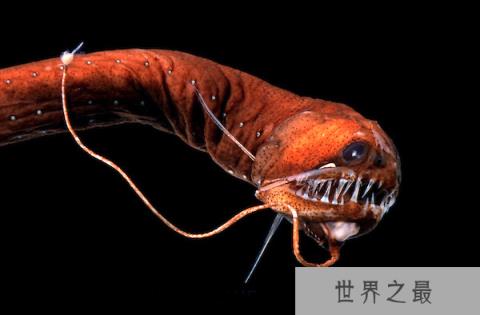 11种荧光动物：生气时深海怪鱼“点亮”全身