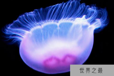 深海中11种荧光动物：生气时就“点灯”！