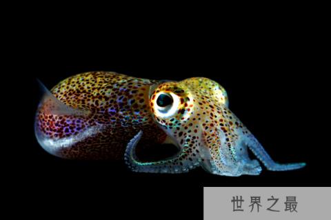 11种荧光动物:生气时深海怪鱼“点亮”全身