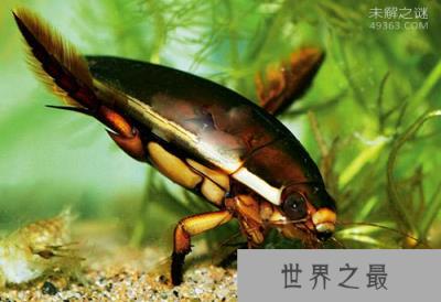 水蟑螂长什么样？水蟑螂能吃吗？