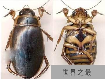 水蟑螂长什么样？水蟑螂能吃吗？