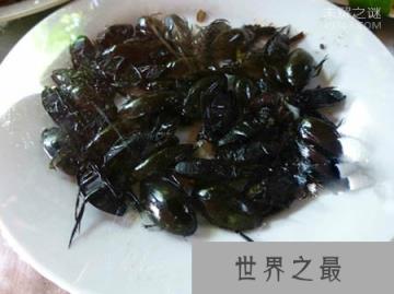 水蟑螂长什么样？水蟑螂能吃吗？