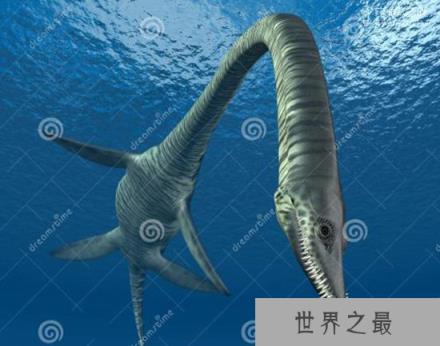 薄板龙脖子长达8米，超过了它身体全长的一半