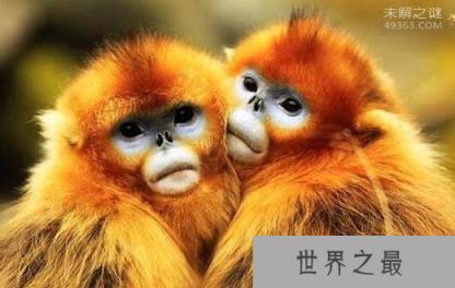 世界上最酷的猴子，金丝猴浑身金灿灿好刺眼