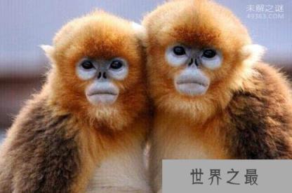 世界上最酷的猴子，金丝猴浑身金灿灿好刺眼