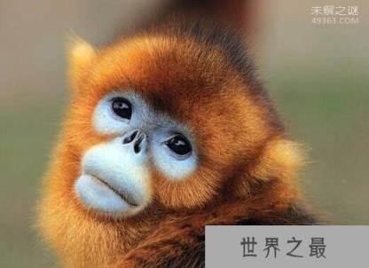 世界上最酷的猴子，金丝猴浑身金灿灿好刺眼