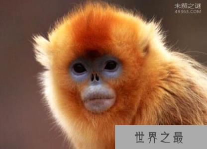 世界上最酷的猴子，金丝猴浑身金灿灿好刺眼