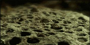 琵琶蟾蜍，令人恶心反胃的动物(请慎入)