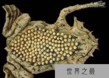 琵琶蟾蜍，令人恶心反胃的动物(请慎入)