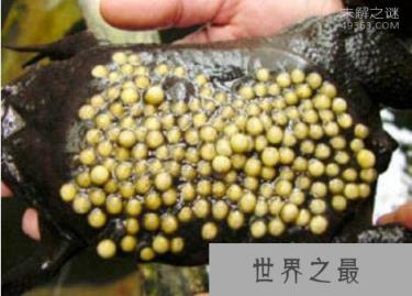 琵琶蟾蜍，令人恶心反胃的动物(请慎入)