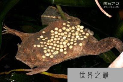 琵琶蟾蜍，令人恶心反胃的动物(请慎入)