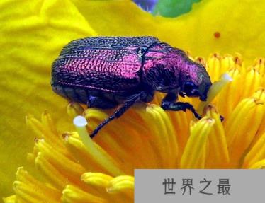 十种奇特紫色动物：紫色海蜗牛雌雄同体