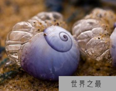 十种奇特紫色动物：紫色海蜗牛雌雄同体