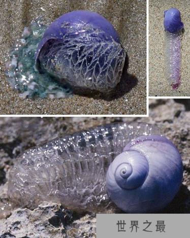 十种奇特紫色动物：紫色海蜗牛雌雄同体