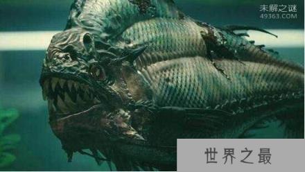 世界最大淡水鱼，非洲虎鱼体长1.8米重达57公斤