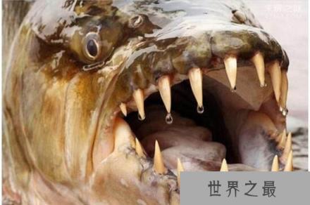 世界最大淡水鱼，非洲虎鱼体长1.8米重达57公斤