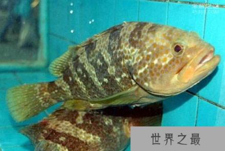 世界最大淡水鱼，非洲虎鱼体长1.8米重达57公斤