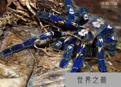 巨型金属蓝蛛：体内毒液伤人（不能轻易打搅）