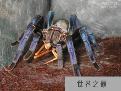 巨型金属蓝蛛：体内毒液伤人（不能轻易打搅）