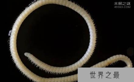 地球新发现的10大物种，414条腿的千足虫