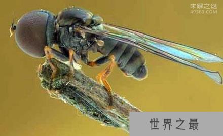 地球新发现的10大物种，414条腿的千足虫