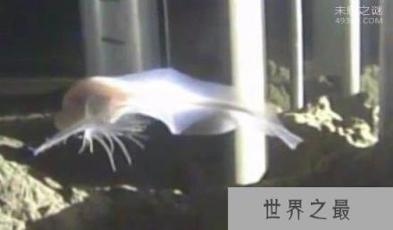 地球新发现的10大物种，414条腿的千足虫