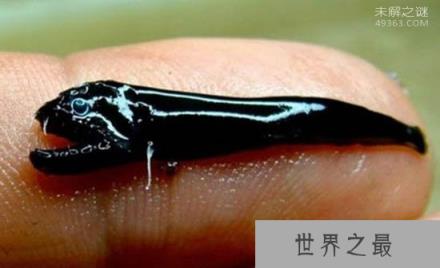 地球新发现的10大物种，414条腿的千足虫