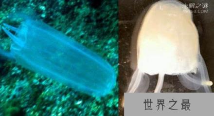 地球新发现的10大物种，414条腿的千足虫