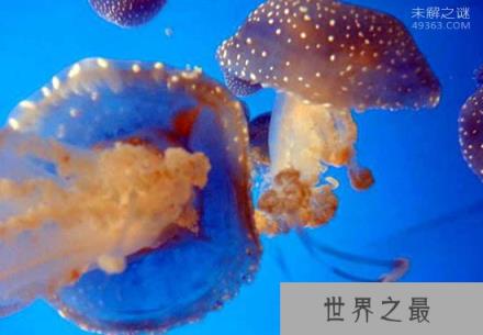 澳洲方水母到底有多毒?3分钟之内就会死亡?
