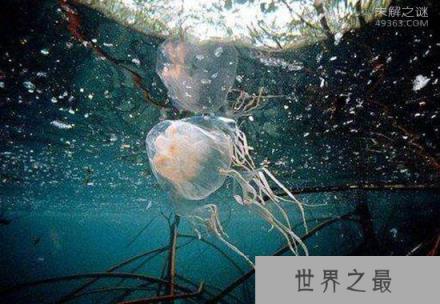 澳洲方水母到底有多毒?3分钟之内就会死亡?