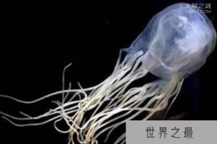 澳洲方水母到底有多毒?3分钟之内就会死亡?