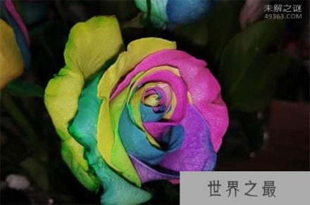 世界上有七色堇吗?为什么说它自然生长规律