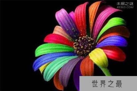 世界上有七色堇吗?为什么说它自然生长规律