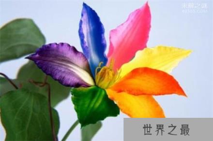 世界上有七色堇吗?为什么说它自然生长规律