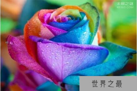 世界上有七色堇吗?为什么说它自然生长规律