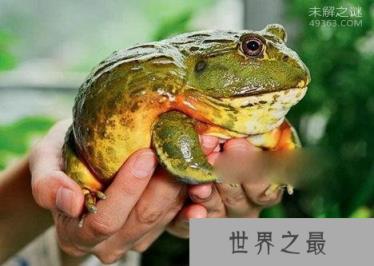 非洲牛箱头蛙具有较强的攻击力，可将猎物瞬间窒息