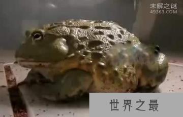 非洲牛箱头蛙具有较强的攻击力，可将猎物瞬间窒息