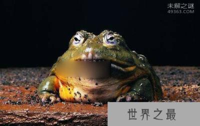 非洲牛箱头蛙具有较强的攻击力，可将猎物瞬间窒息
