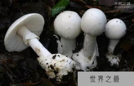 世界上最致命的蘑菇，死亡帽只需0.03克便可致死