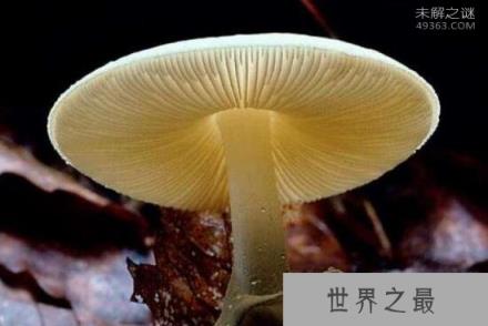 世界上最致命的蘑菇，死亡帽只需0.03克便可致死