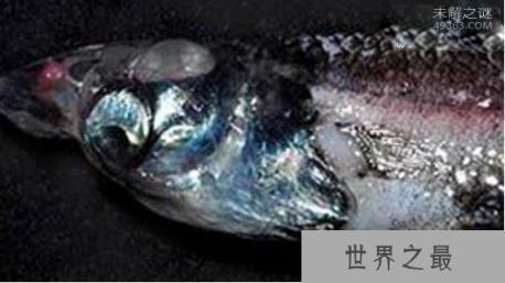 管眼鱼称为“幽灵鱼”的奇特鱼类,为什么那么神秘呢?