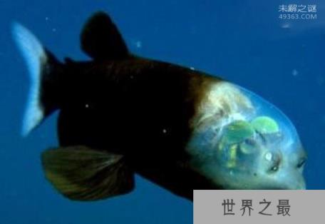管眼鱼称为“幽灵鱼”的奇特鱼类,为什么那么神秘呢?