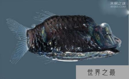管眼鱼称为“幽灵鱼”的奇特鱼类,为什么那么神秘呢?