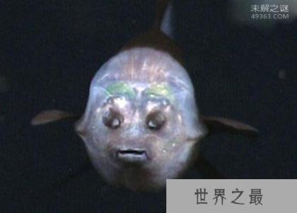 管眼鱼称为“幽灵鱼”的奇特鱼类,为什么那么神秘呢?