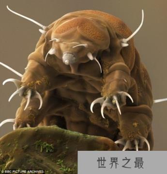 深海罕见恐怖物种:管眼鱼头部透明眼睛突出